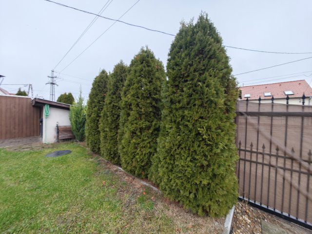 Kiadó ikerház, albérlet, Szigetszentmiklóson 295 E Ft / hó