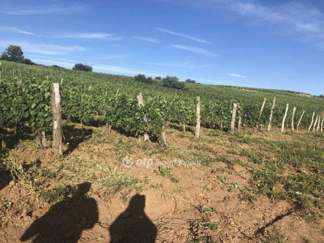 Eladó mezogazdasagi ingatlan, Mádon 20 M Ft / költözzbe.hu