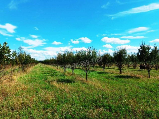 Eladó mezogazdasagi ingatlan, Sződön 89 M Ft