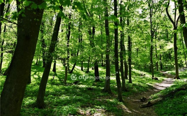 Eladó mezogazdasagi ingatlan, Tarjánon 38 M Ft