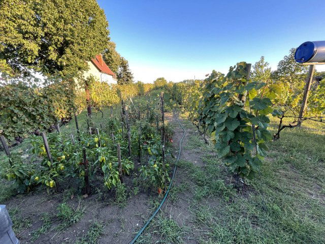 Eladó mezogazdasagi ingatlan, Komáromban 10.5 M Ft