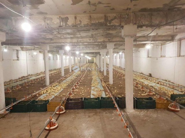Eladó mezogazdasagi ingatlan, Mátyásdombon 325 M Ft