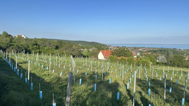 Eladó telek, Lovason 84 M Ft / költözzbe.hu