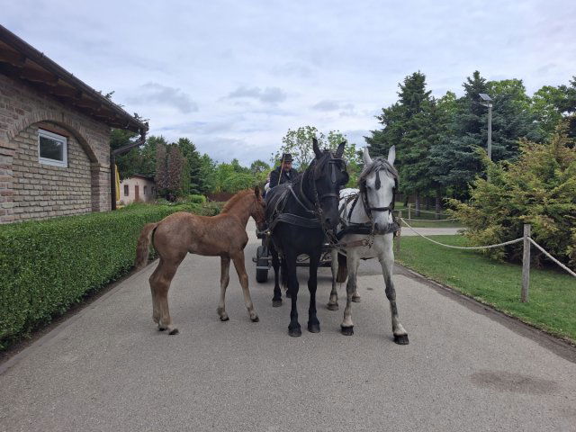 Eladó hotel, Tápiószentmártonon 3500 M Ft / költözzbe.hu