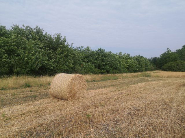 Eladó mezogazdasagi ingatlan, Mezőgyánon 5.9 M Ft