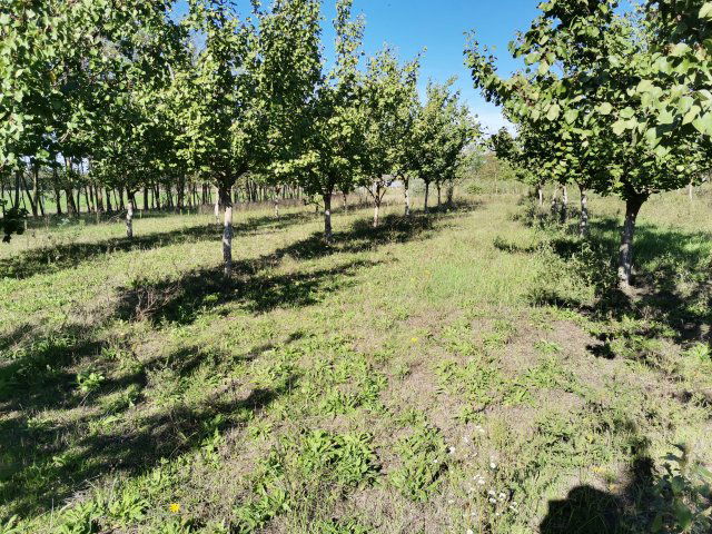 Eladó mezogazdasagi ingatlan, Tiszakécskén 12 M Ft