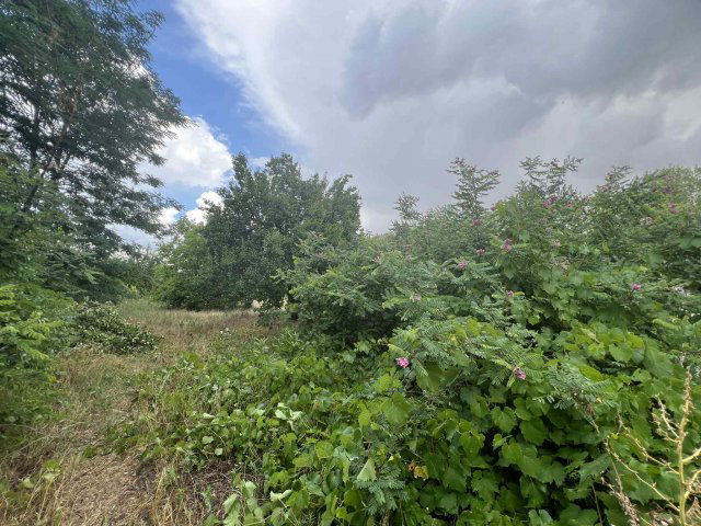Eladó családi ház, Tápiószőlősön, Tulipán úton 8.25 M Ft