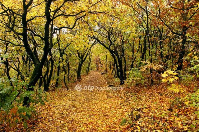 Eladó téglalakás, Budapesten, II. kerületben 98 M Ft, 1+2 szobás