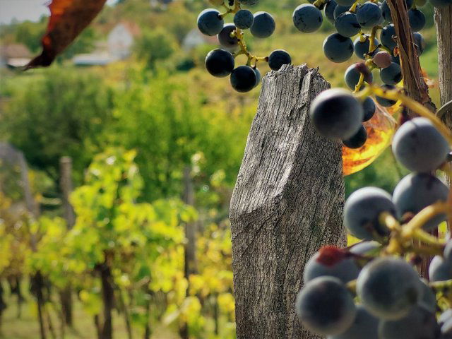 Eladó telek, Pécselyen 12 M Ft / költözzbe.hu