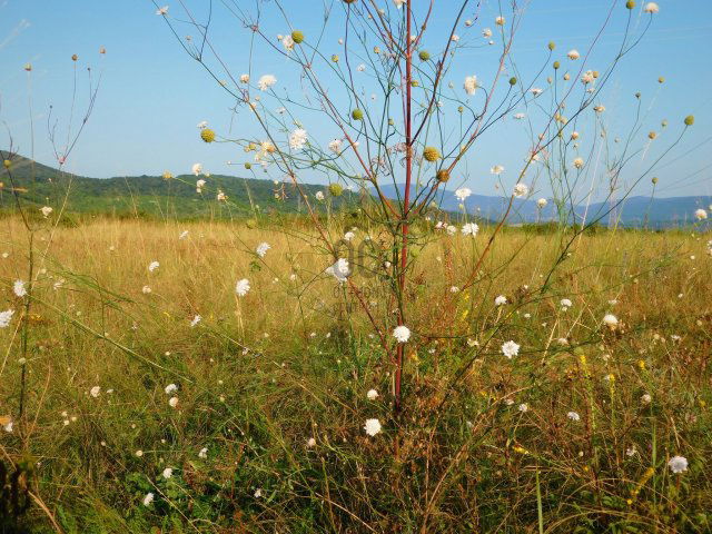 Eladó mezogazdasagi ingatlan, Pomázon 0.9 M Ft