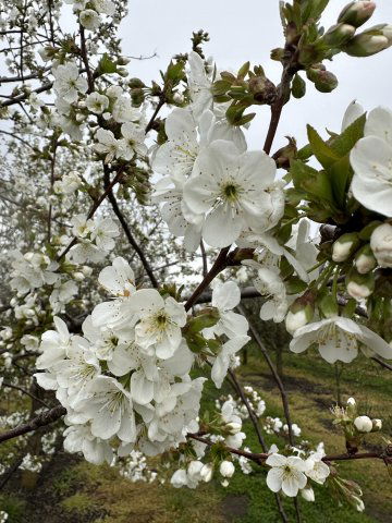 Eladó mezogazdasagi ingatlan, Békéscsabán 199 M Ft