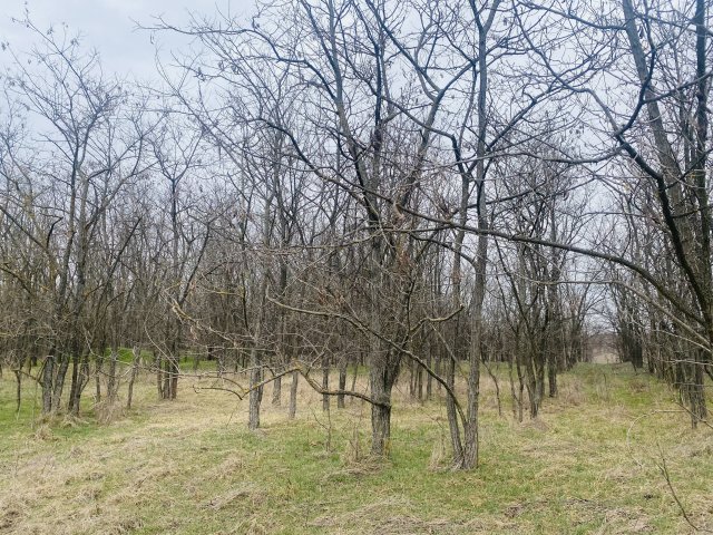 Eladó mezogazdasagi ingatlan, Tápiószentmártonon 8 M Ft