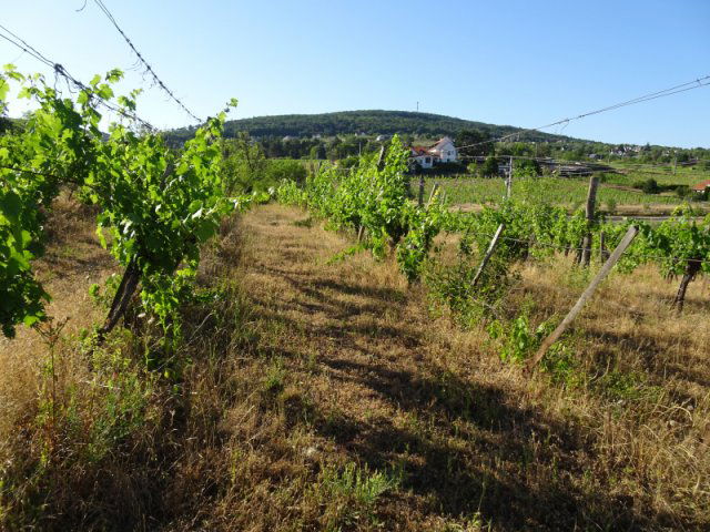 Eladó mezogazdasagi ingatlan, Csopakon 13.2 M Ft