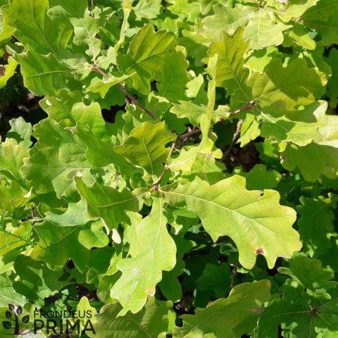 Eladó mezogazdasagi ingatlan, Szuhogyon 96 M Ft