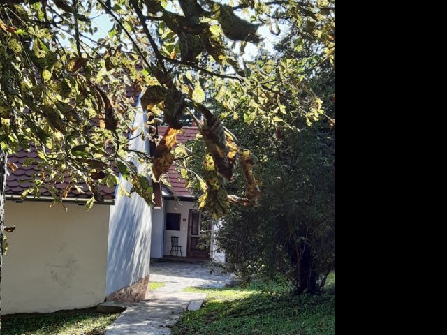 Kiadó téglalakás, albérlet, Pécsett 100 E Ft / hó, 1 szobás