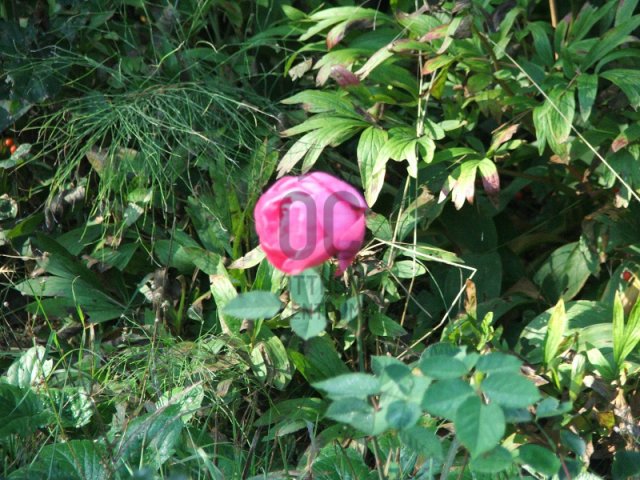 Eladó telek, Budajenőn 65 M Ft / költözzbe.hu