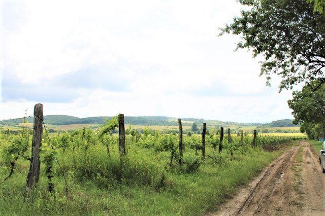 Eladó telek, Balatoncsicsón 25.18 M Ft / költözzbe.hu