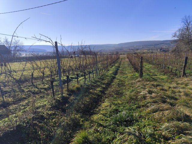 Eladó mezogazdasagi ingatlan, Balatoncsicsón 29.3 M Ft