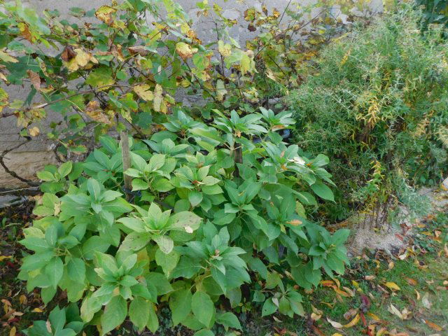 Eladó családi ház, Kehidakustányban 55.825 M Ft, 3+1 szobás