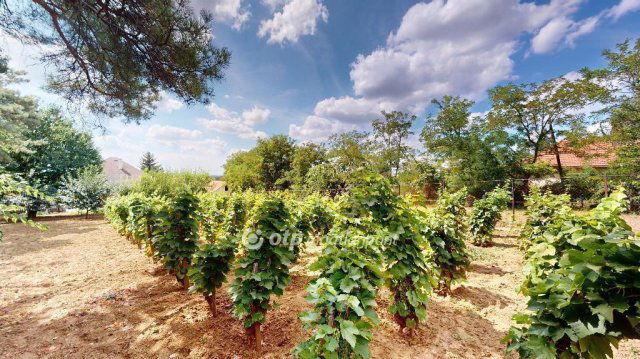 Eladó családi ház, Tarcalon 49.99 M Ft, 5+1 szobás