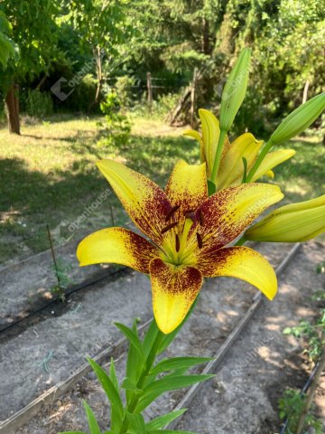 Eladó telek, Bőnyön 14.5 M Ft / költözzbe.hu
