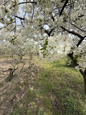 Eladó telek, Pakson 21.9 M Ft / költözzbe.hu