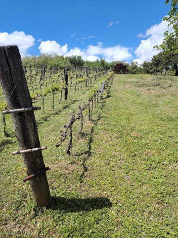 Eladó mezogazdasagi ingatlan, Zalaszentgróton 12 M Ft