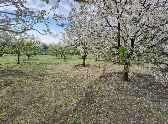 Eladó mezogazdasagi ingatlan, Törökszentmiklóson 4.5 M Ft