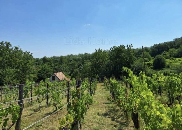 Eladó mezogazdasagi ingatlan, Sümegcsehin 3.99 M Ft, 1 szobás