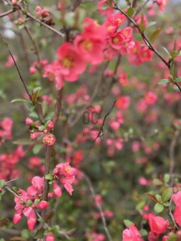 Eladó családi ház, Budapesten, XVIII. kerületben 194.9 M Ft