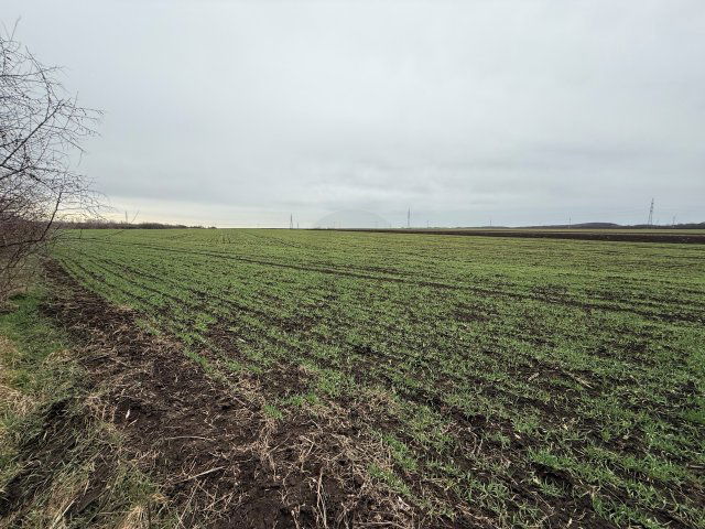 Eladó mezogazdasagi ingatlan, Bicskén 45 M Ft