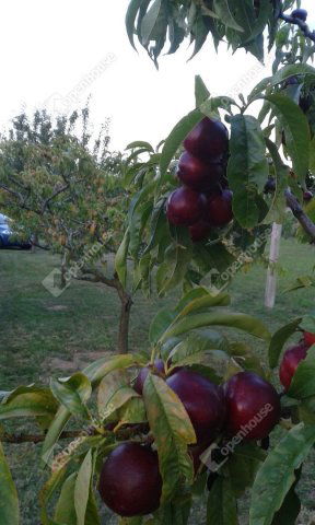 Eladó telek, Alsópáhokon 10.5 M Ft / költözzbe.hu