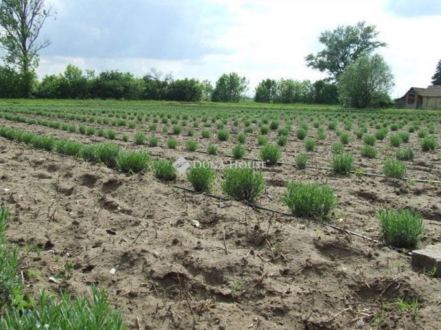 Eladó mezogazdasagi ingatlan, Csongrádon 6 M Ft