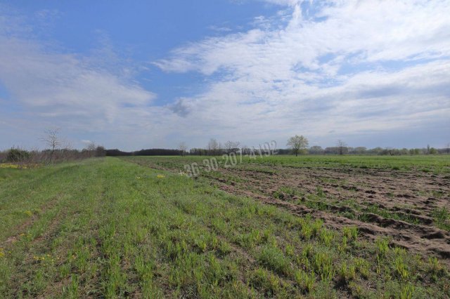 Eladó mezogazdasagi ingatlan, Szatymazon 4.8 M Ft