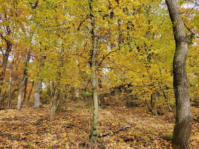 Eladó telek, Kismaroson 30 M Ft / költözzbe.hu