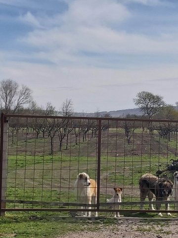 Eladó ipari ingatlan, Aszalón 100 M Ft / költözzbe.hu