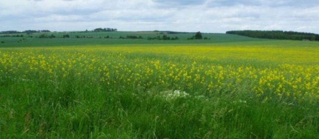 Eladó mezogazdasagi ingatlan, Alsónémediben 254.422 M Ft