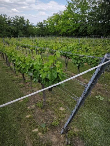 Eladó mezogazdasagi ingatlan, Szekszárdon 3 M Ft