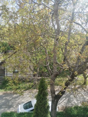 Kiadó családi ház, albérlet, Pomázon 200 E Ft / hó, 1+1 szobás