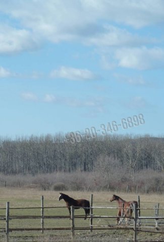 Eladó mezogazdasagi ingatlan, Papkeszin 95 M Ft