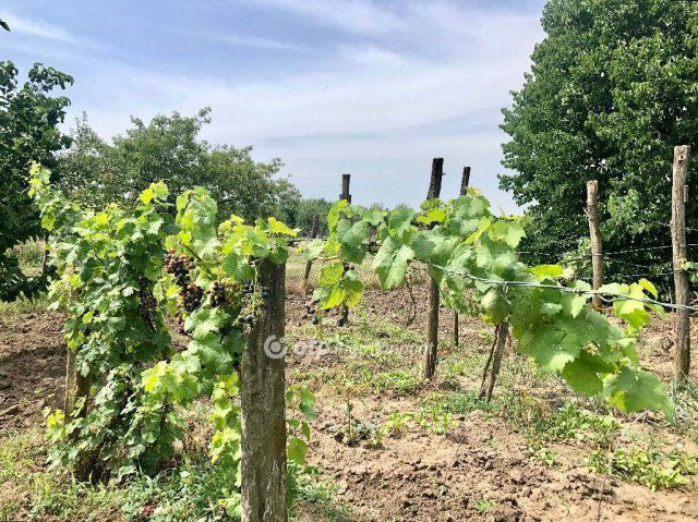 Eladó családi ház, Szegeden 52.9 M Ft, 5 szobás