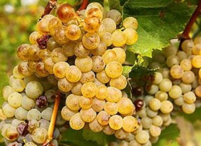 Eladó mezogazdasagi ingatlan, Zánkán 21.2 M Ft