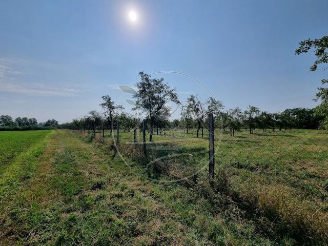 Eladó mezogazdasagi ingatlan, Gyulán 11.4 M Ft