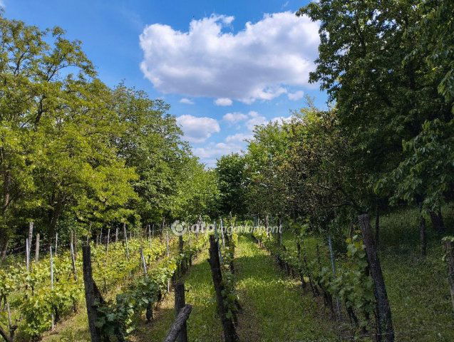 Eladó mezogazdasagi ingatlan, Szekszárdon 3.5 M Ft