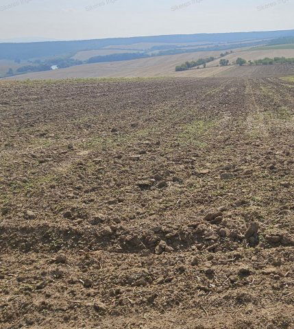 Eladó mezogazdasagi ingatlan, Szomoron 7 M Ft