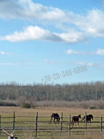 Eladó mezogazdasagi ingatlan, Papkeszin 95 M Ft