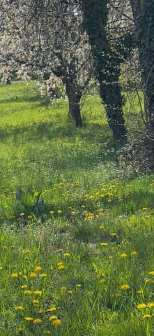 Eladó telek, Budapesten, III. kerületben 134 M Ft