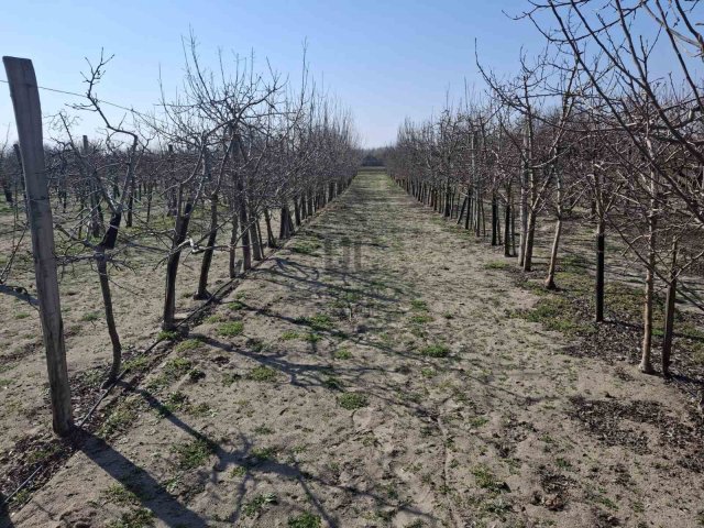 Eladó telek, Cegléden 2.9 M Ft / költözzbe.hu