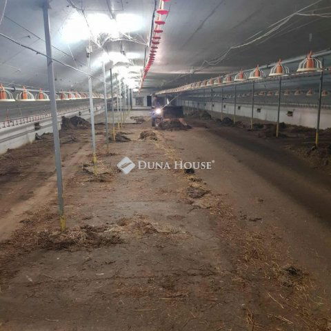 Eladó mezogazdasagi ingatlan, Mátyásdombon 225 M Ft