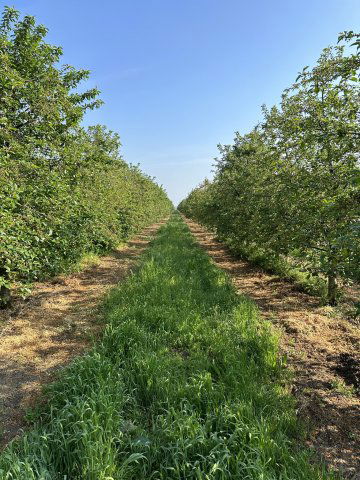 Eladó mezogazdasagi ingatlan, Békéscsabán 199 M Ft